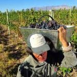 Ernesto Tagliavini Productores Unidos Del Este