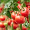 Industria del tomate: los desafíos del sector